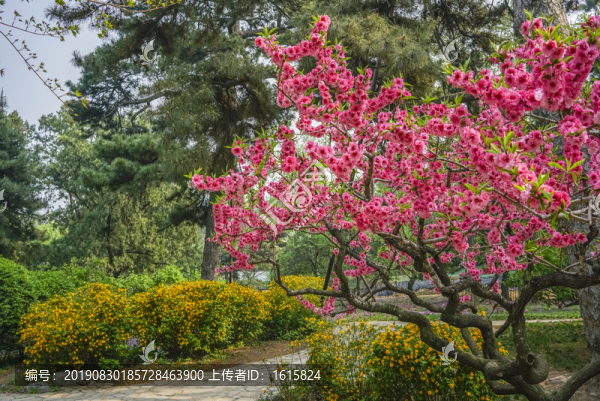 桃花高清大圖