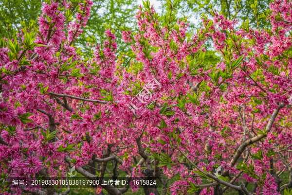 桃花高清大圖