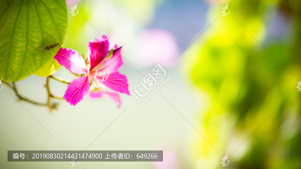 紫荊花