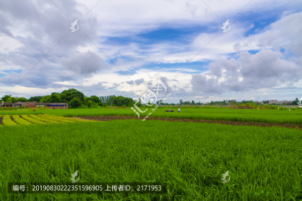 稻田