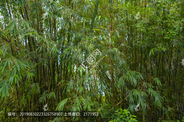 竹林