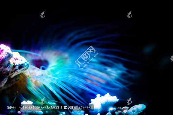 海葵
