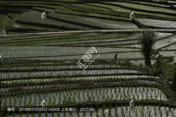 陜南梯田
