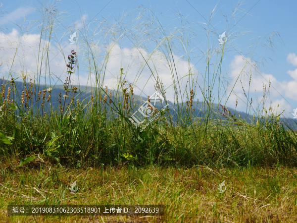 草原野花野草