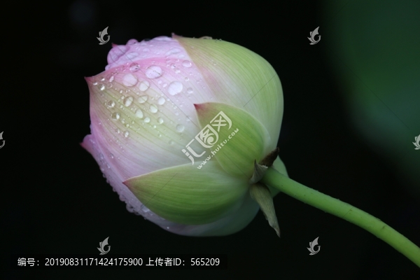 荷花荷葉
