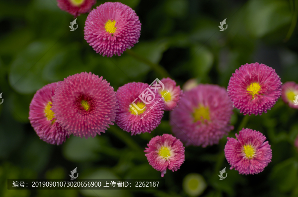 野菊花