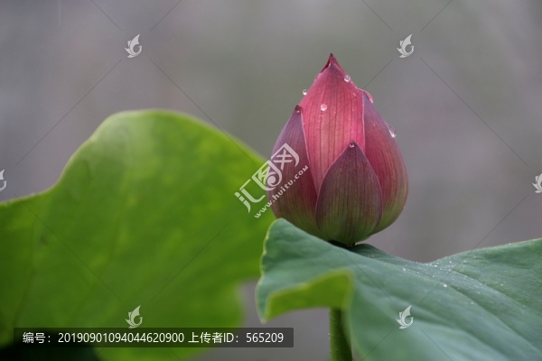 荷花荷葉