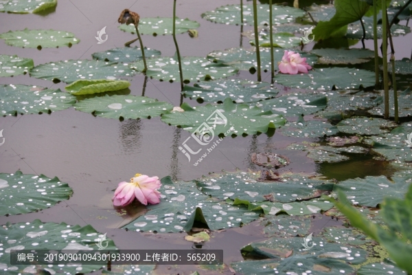 荷花荷葉