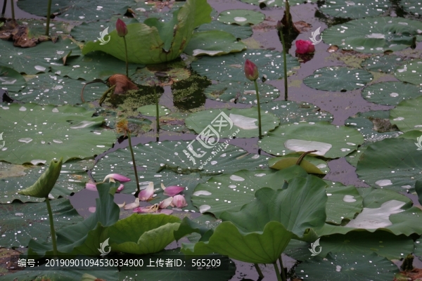 荷花荷葉