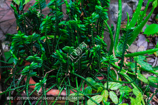植物