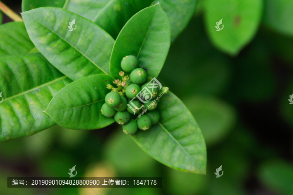 植物