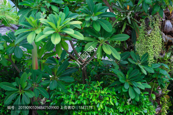 雞蛋花