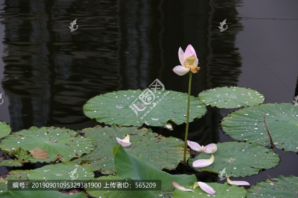 荷花荷葉