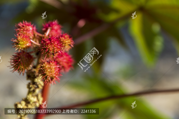 花草素材
