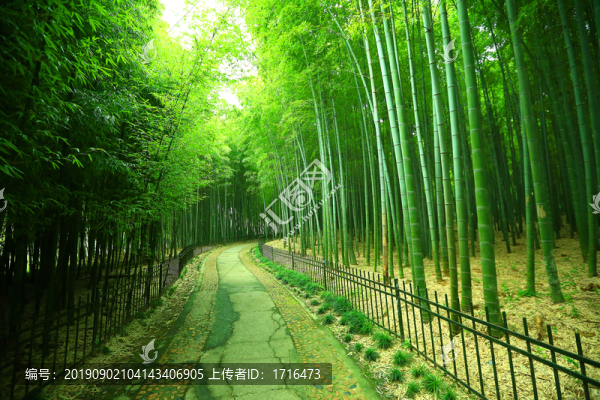 竹林