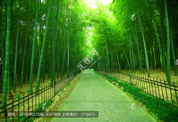 竹林