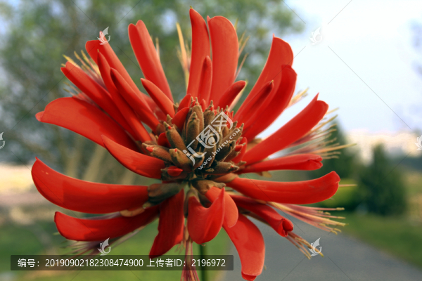 刺桐花