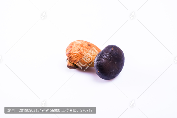 黑牛肝菌新鮮云南特色野生菌