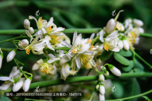 辣木花