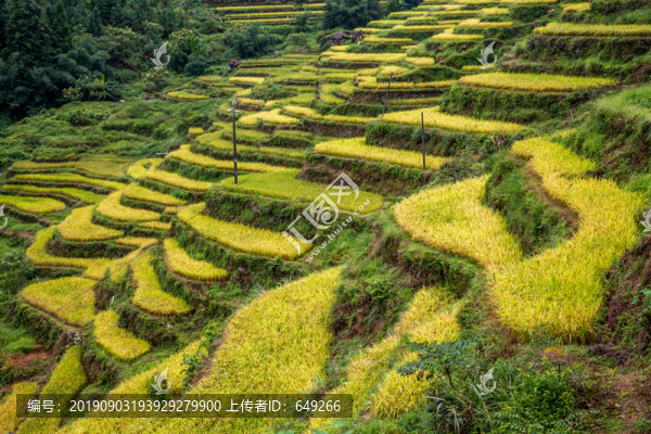 瑤寨梯田