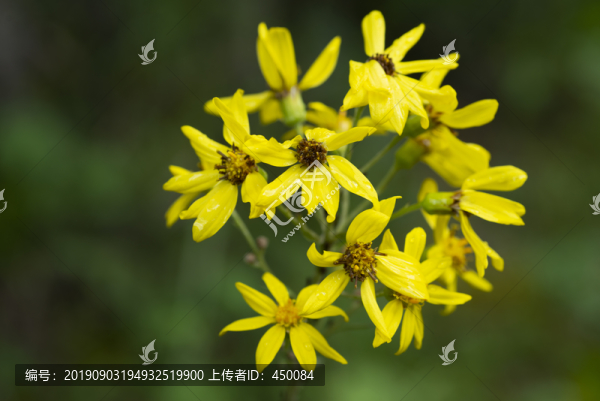 野花