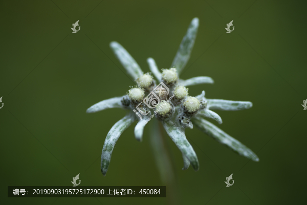 野花