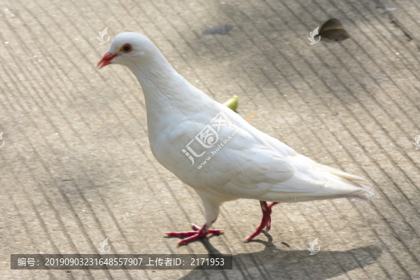 鴿子