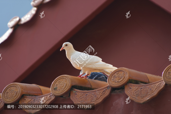 鴿子