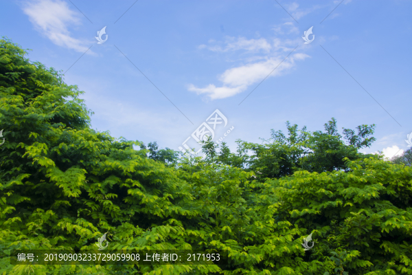 綠葉天空