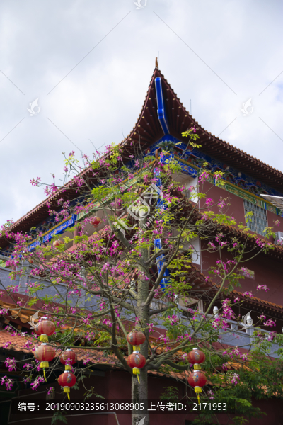 木棉花