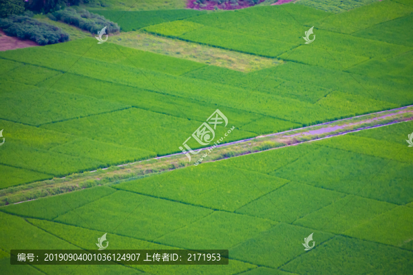 田野