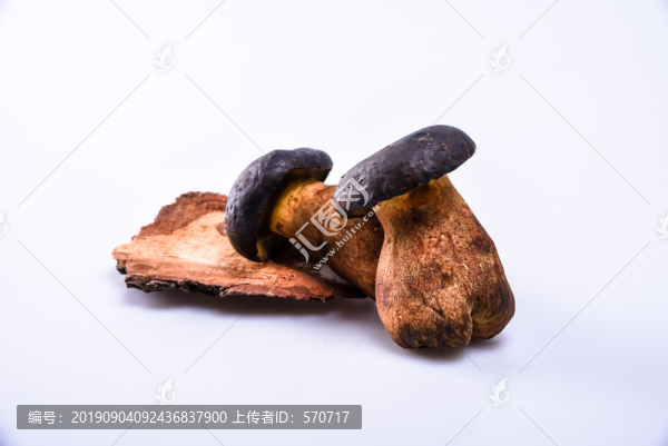 黑牛肝菌新鮮云南特色野生菌