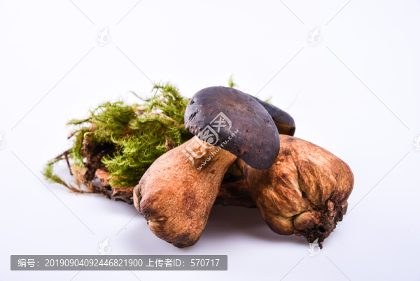 黑牛肝菌新鮮云南特色野生菌