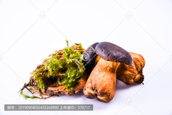 黑牛肝菌新鮮云南特色野生菌