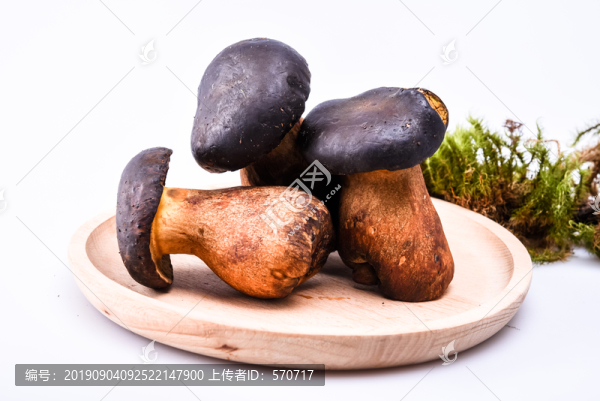 黑牛肝菌新鮮云南特色野生菌