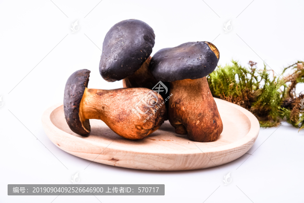 黑牛肝菌新鮮云南特色野生菌