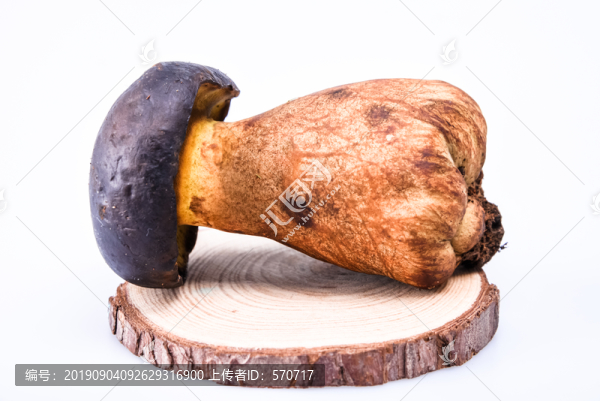黑牛肝菌新鮮云南特色野生菌
