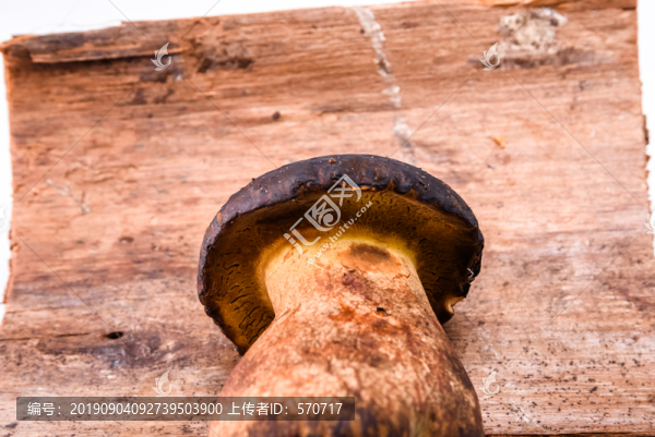 黑牛肝菌新鮮云南特色野生菌