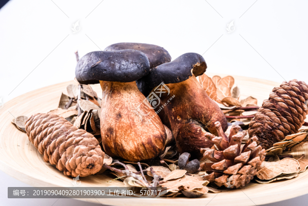 黑牛肝菌新鮮云南特色野生菌