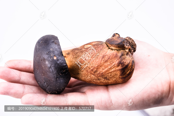 黑牛肝菌新鮮云南特色野生菌