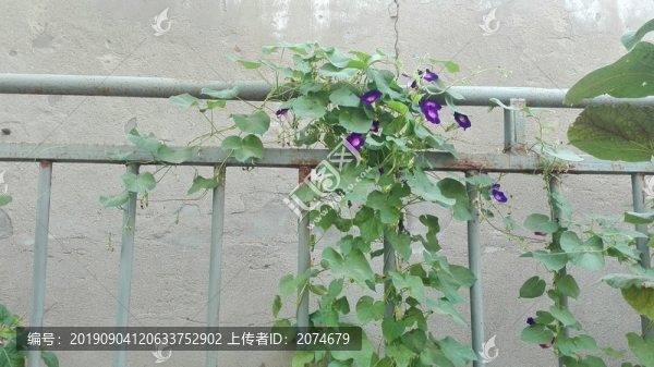 欄桿上的牽?；? title=