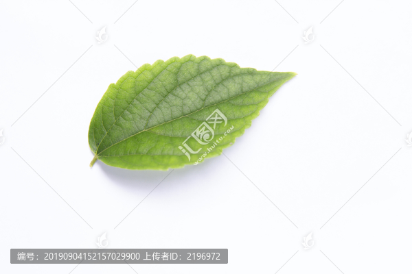 一片綠葉