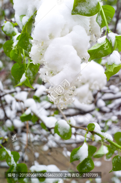 雪和綠葉