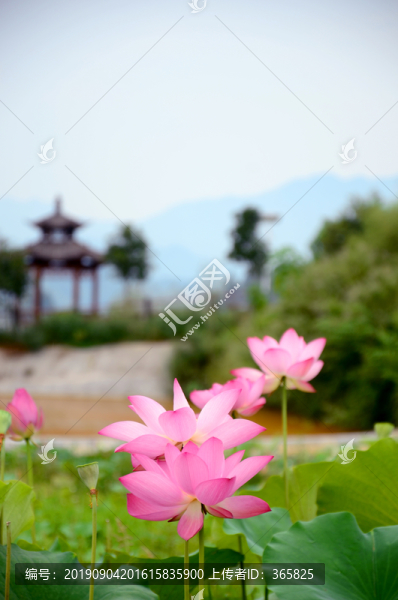 荷花