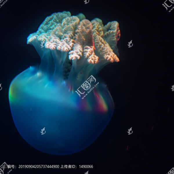 彩色的海蜇