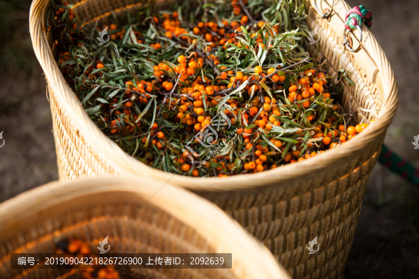 新鮮沙棘果采摘