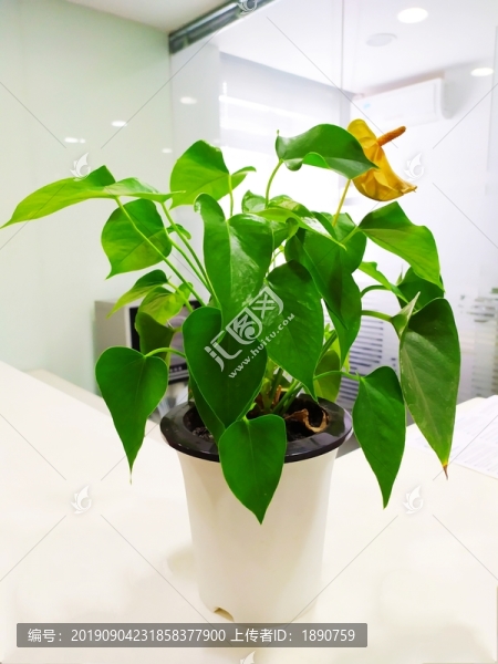 盆栽綠植