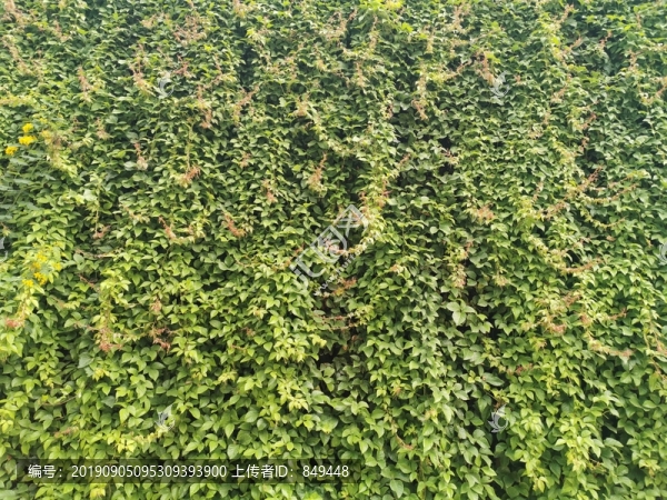 植物墻體綠化
