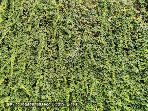 植物墻