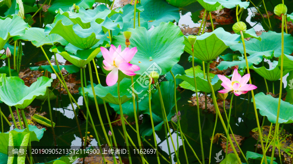 荷花葉子